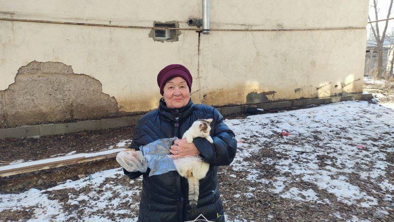 В Актобе сняли с дерева кошку, просидевшую два дня на высоте пятого этажа