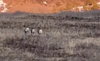 Восхитительные архары на фоне заката: уникальные кадры из Каркаралинского национального парка