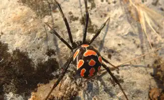 В Актюбинской области выросло число пострадавших от укусов каракуртов