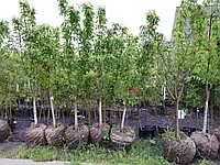 72-летний актюбинец своими силами создаёт парк на двух гектарах земли