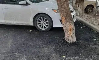 В Шымкенте деревья оказались закатаны в асфальт при ремонте двора