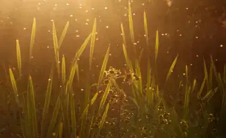 Актобе в плену у мошкары: жители жалуются на нашествие насекомых на улицах и бульварах