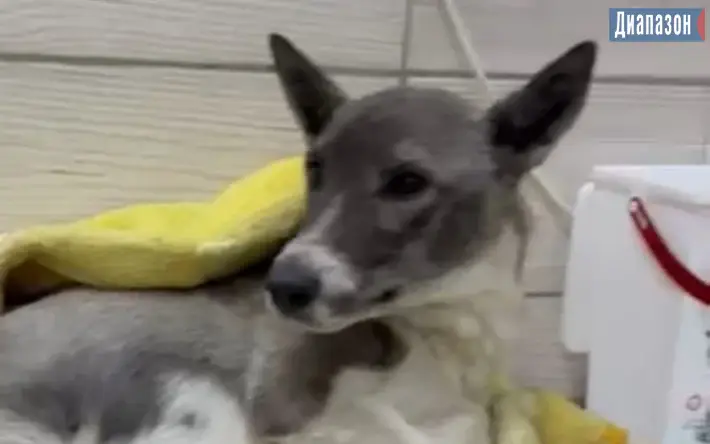 В Актобе тренер по йоге спасла раненую собаку, найденную в карьере Актобе