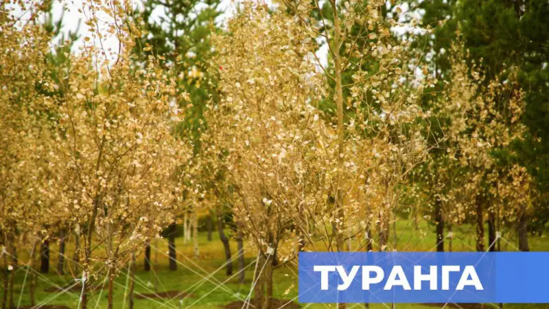В Астане впервые высадили дерево туранга, обладающее сакральным значением для казахского народа, что подчеркивает важность сохранения культурных традиций и природного наследия. Актобе