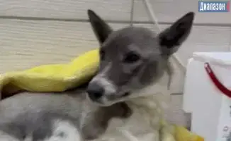 В Актобе тренер по йоге спасла раненую собаку, найденную в карьере