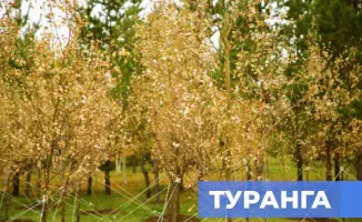 В Астане впервые высадили дерево туранга, обладающее сакральным значением для казахского народа, что подчеркивает важность сохранения культурных традиций и природного наследия.