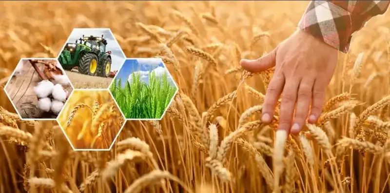 Рост производства сельхозпродукции в Актюбинской области на 296,8 млрд тенге: влияние инвестиций и государственной поддержки Актобе