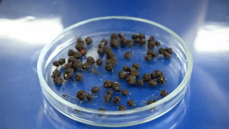 Ученые КазНУ разработали эффективный способ защиты семян (5)