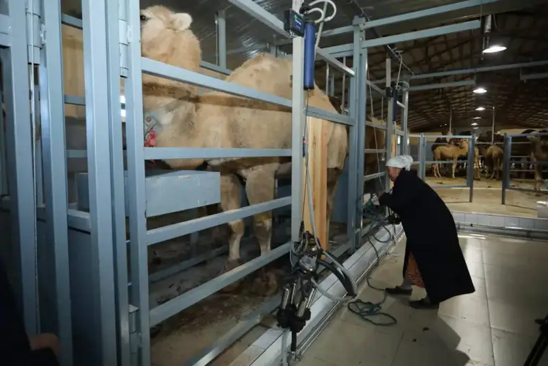 Новый цех по производству верблюжьего молока в Мангистауской области с автоматизированной технологией Актобе