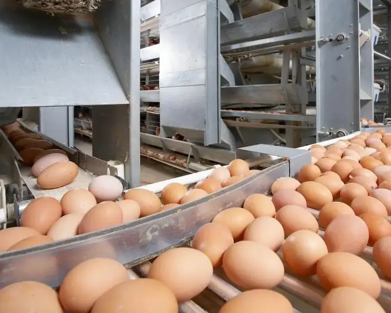 Нарушение правил ввоза продуктов животного происхождения: история с 63 000 куриными яйцами Актобе