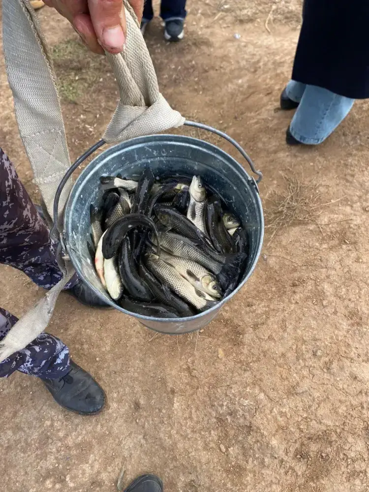 Завершен второй этап зарыбления реки Есиль: выпущено более 237 тысяч сеголеток белого амура Актобе