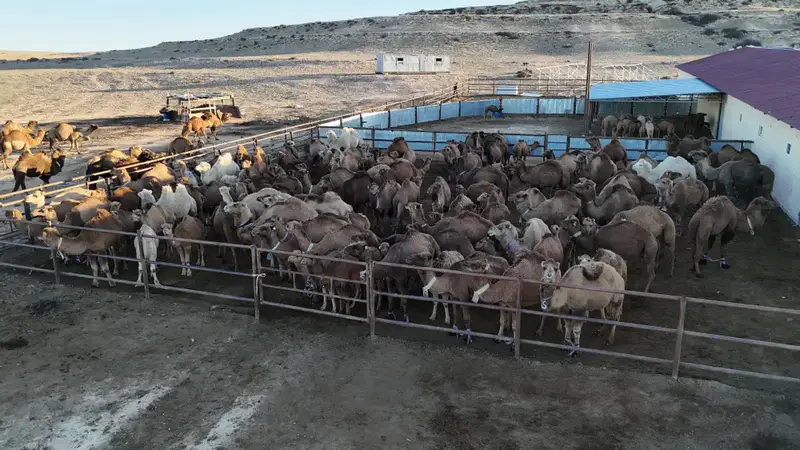 Нурдаулет Килыбай посетил автоматизированный верблюдозавод в Мангистау Актобе