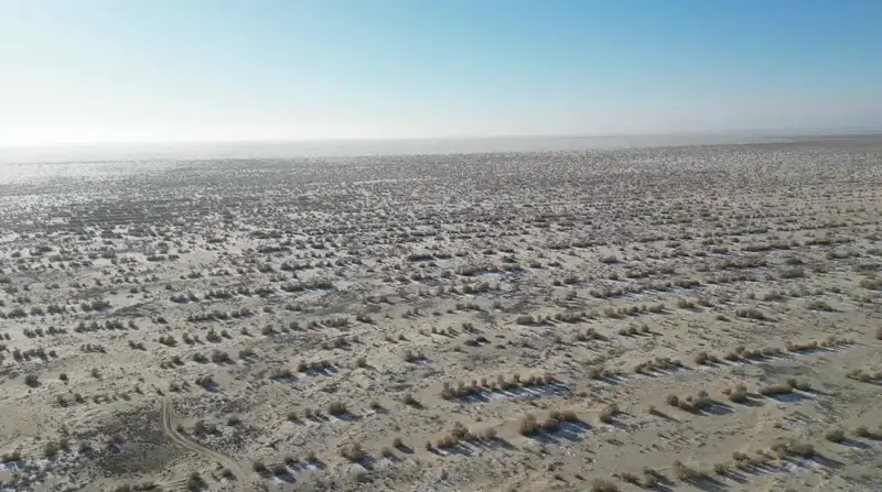 Осенняя посадка саксаула на дне Аральского моря Актобе