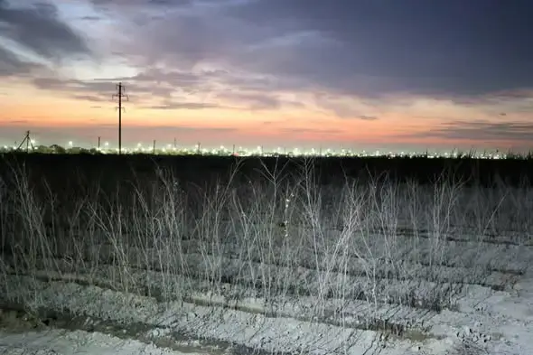 Цветы и деревья: Туркестан запускает зеленый проект! Актобе
