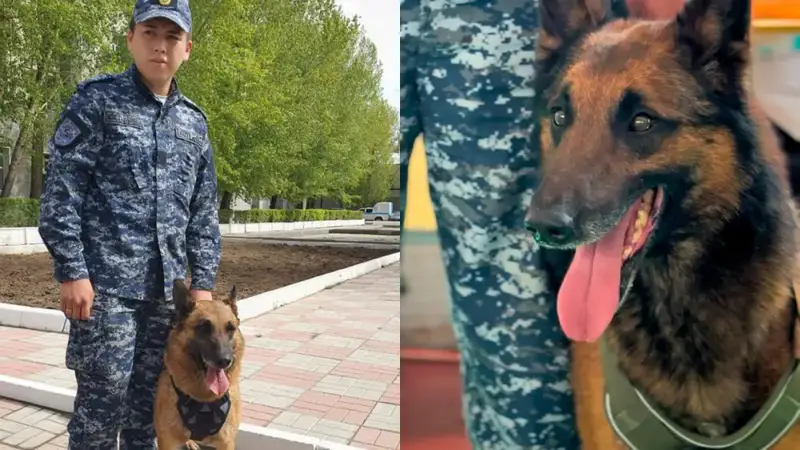 Служебные собаки: 150 преступлений и один нюх! Актобе