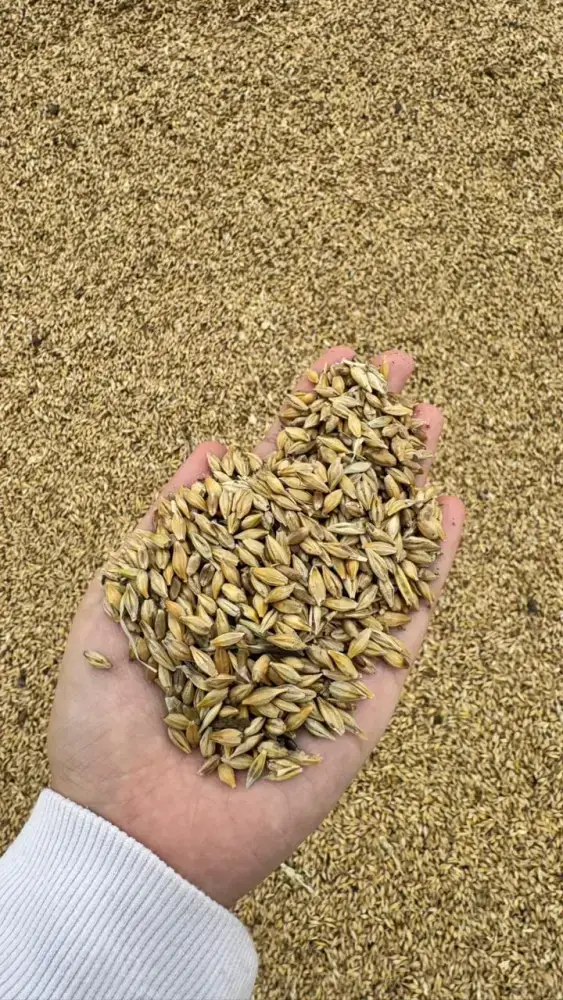 Глубокая переработка зерновых культур как фактор ускоренного агропромышленного роста Казахстана Актобе