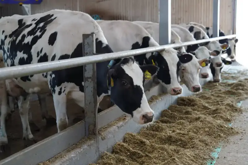 Казахстан усиливает экспорт мяса и молока Актобе