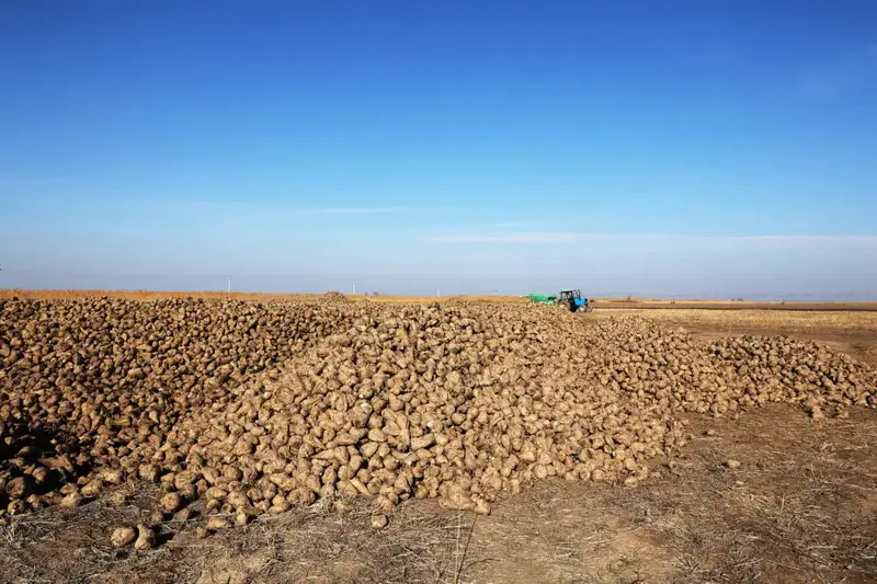 Развитие свекольной отрасли в Казахстане: Ербол Карашукеев оценивает уборку сахарной свеклы в Меркенском районе Актобе
