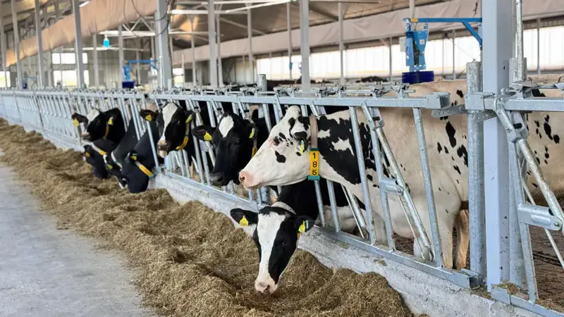 Казахстан завершил заготовку почти 40 млн тонн кормов для обеспечения животноводства в зимний период 2025–2026 годов Актобе