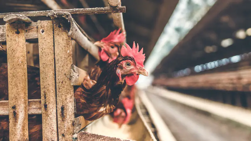 Смерть от птичьего гриппа H5N5 в США: возможные последствия для общественного здоровья и безопасности Актобе