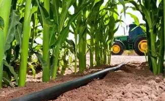 Панфиловский район: золотые поля кукурузы, дающие 55% урожая Жетісу