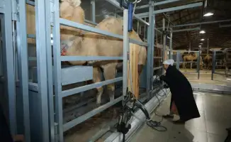 Новый цех по производству верблюжьего молока в Мангистауской области с автоматизированной технологией