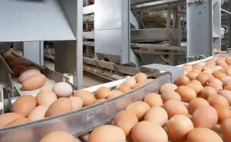 Нарушение правил ввоза продуктов животного происхождения: история с 63 000 куриными яйцами