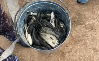 Завершен второй этап зарыбления реки Есиль: выпущено более 237 тысяч сеголеток белого амура