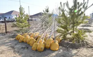 Осенняя кампания по озеленению в Атырау высадила 4000 деревьев