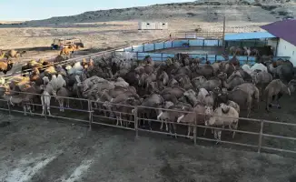 Нурдаулет Килыбай посетил автоматизированный верблюдозавод в Мангистау