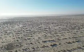 Осенняя посадка саксаула на дне Аральского моря