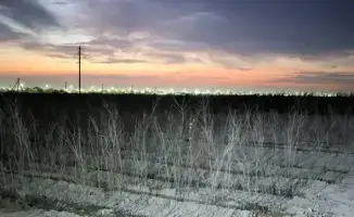 Цветы и деревья: Туркестан запускает зеленый проект!