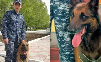 Служебные собаки: 150 преступлений и один нюх!