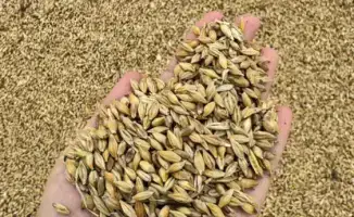 Глубокая переработка зерновых культур как фактор ускоренного агропромышленного роста Казахстана