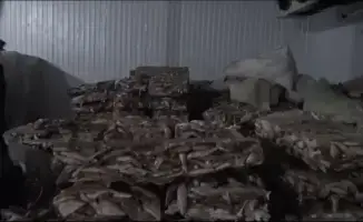 Незаконный экспорт судака из Кызылординской области: последствия для экономики и экологии региона