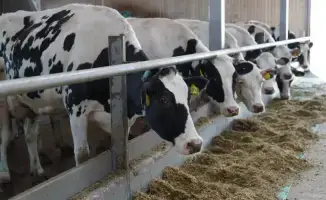 Казахстан усиливает экспорт мяса и молока