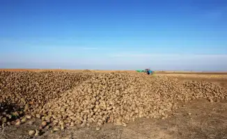 Развитие свекольной отрасли в Казахстане: Ербол Карашукеев оценивает уборку сахарной свеклы в Меркенском районе