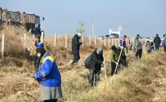 Жетысай: Посажено 7000 саженцев в субботнике