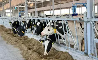 Казахстан завершил заготовку почти 40 млн тонн кормов для обеспечения животноводства в зимний период 2025–2026 годов