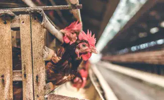 Смерть от птичьего гриппа H5N5 в США: возможные последствия для общественного здоровья и безопасности