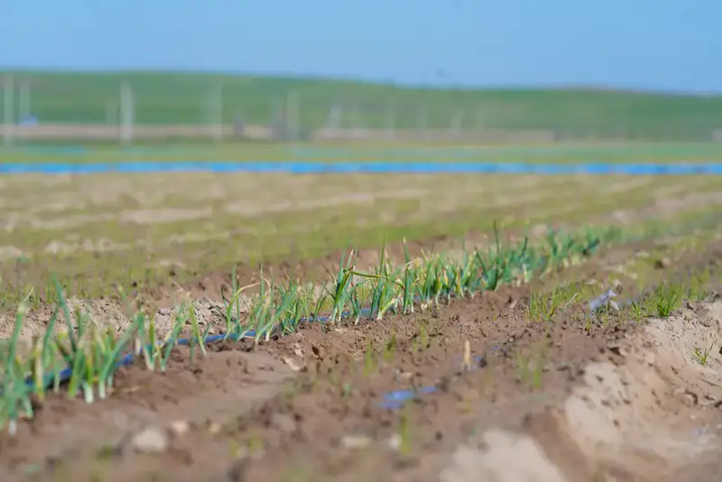 В ТУРКЕСТАНСКОЙ ОБЛАСТИ ВНЕДРЕНЫ ВОДОСБЕРЕГАЮЩИЕ ТЕХНОЛОГИИ НА 114 ТЫСЯЧАХ ГЕКТАРОВ ЗЕМЛИ (6)