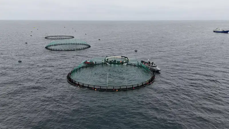 Первая морская аквакультура в Мангистау Актобе