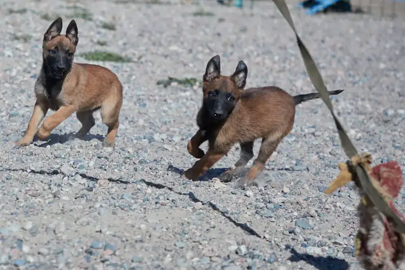 Щенки тоже готовы служить стране: в Нацгвардии увеличивается число породистых служебных собак Актобе