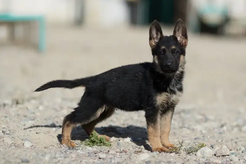 Щенки тоже готовы служить стране: в Нацгвардии увеличивается число породистых служебных собак (2)