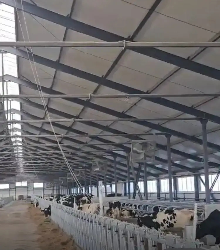 Запуск новой молочно-товарной фермы в Павлодарской области: первая партия племенных телок из Дании Актобе