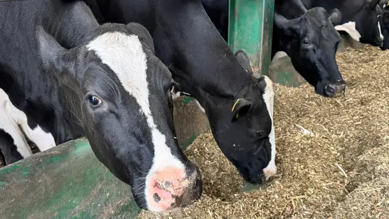 15 новых инвестпроектов в сфере животноводства стартуют в Костанайской области в 2026 году (2)