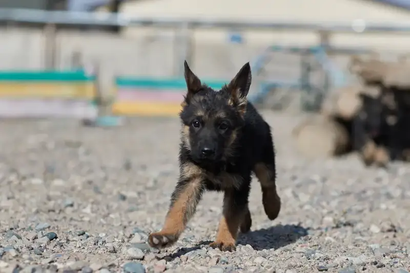 Щенки тоже готовы служить стране: в Нацгвардии увеличивается число породистых служебных собак (3)
