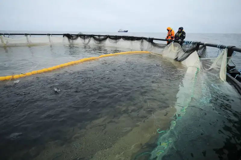 В Мангистау реализуется первый в Центральной Азии проект морской аквакультуры (8)