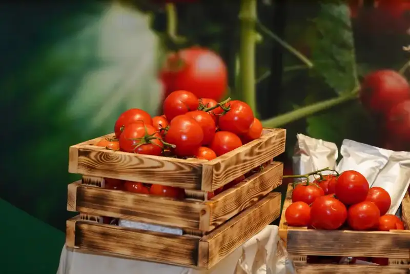 В Шымкенте началось строительство тепличного комплекса, который создаст новые рабочие места и обеспечит местное население свежими овощами. Актобе