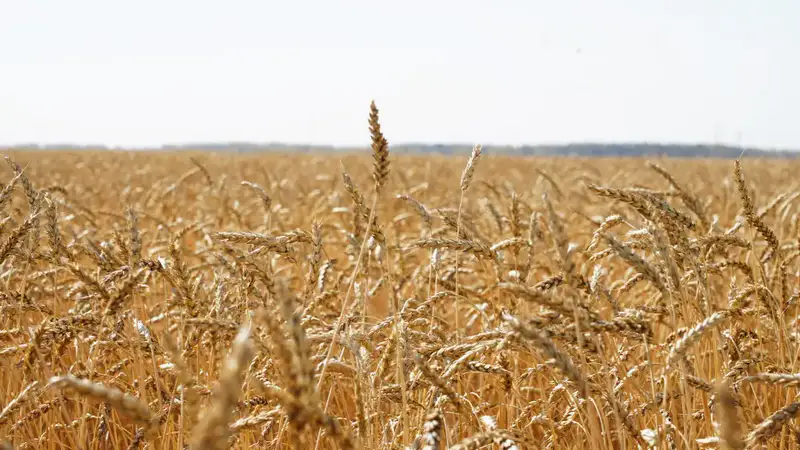 Акмолинская область стала лидером страны по валовому сбору зерновых (3)
